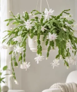 White Christmas Cactus Live Plant - 4-6 Inch Tall Holiday Succulent, Indoor - Image 5