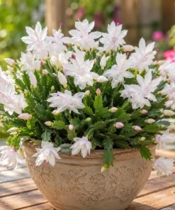 White Christmas Cactus Live Plant - 4-6 Inch Tall Holiday Succulent, Indoor - Image 6