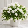 White Christmas Cactus Live Plant - 4-6 Inch Tall Holiday Succulent, Indoor - Image 1
