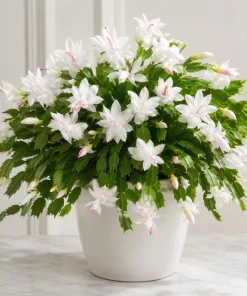 White Christmas Cactus Live Plant - 4-6 Inch Tall Holiday Succulent, Indoor - Image 1