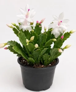 White Christmas Cactus Live Plant - 4-6 Inch Tall Holiday Succulent, Indoor - Image 7