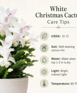White Christmas Cactus Live Plant - 4-6 Inch Tall Holiday Succulent, Indoor - Image 8