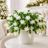 White Christmas Cactus Live Plants – Set of 2, 4-8 Inch Tall, Tropical Indoor Plant - Image 1