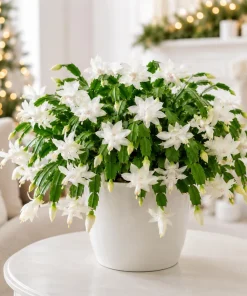 White Christmas Cactus Live Plants – Set of 2, 4-8 Inch Tall, Tropical Indoor Plant - Image 1