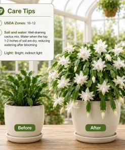 White Christmas Cactus Live Plants – Set of 2, 4-8 Inch Tall, Tropical Indoor Plant - Image 3