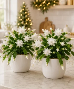 White Christmas Cactus Live Plants – Set of 2, 4-8 Inch Tall, Tropical Indoor Plant - Image 4