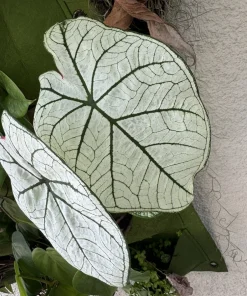 White Christmas Caladium Live Plant – Fancy Leaf Elephant Ear – Tropical Shade Garden Plant - Image 2