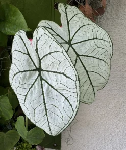 White Christmas Caladium Live Plant – Fancy Leaf Elephant Ear – Tropical Shade Garden Plant - Image 3