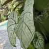 White Christmas Caladium Live Plant – Vibrant Indoor Foliage - Image 1