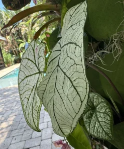 White Christmas Caladium Live Plant – Vibrant Indoor Foliage - Image 1