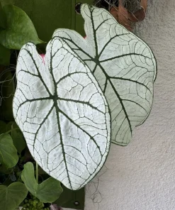 White Christmas Caladium Live Plant – Vibrant Indoor Foliage - Image 3