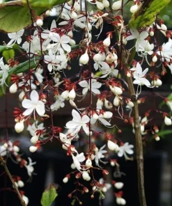 White Clerodendrum Wallichii Live Plant – 1-2 ft Tall Tropical Shrub in 3 Gallon Pot - Image 2