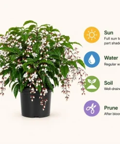 White Clerodendrum Wallichii Live Plant – 1-2 ft Tall Tropical Shrub in 3 Gallon Pot - Image 4