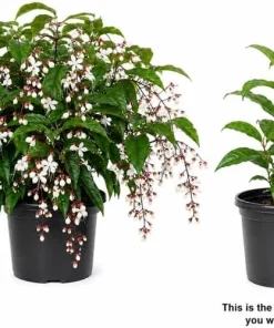 White Clerodendrum Wallichii Live Plant – 1-2 ft Tall Tropical Shrub in 3 Gallon Pot - Image 5
