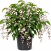 White Clerodendrum Wallichii Live Plant – 1-2 ft Tall Tropical Shrub in 3 Gallon Pot - Image 1