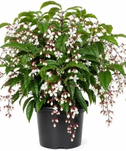White Clerodendrum Wallichii Live Plant – 1-2 ft Tall Tropical Shrub in 3 Gallon Pot - Image 1
