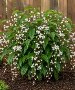 White Clerodendrum Wallichii Live Plant – 1-2 ft Tall Tropical Shrub in 3 Gallon Pot - Image 6