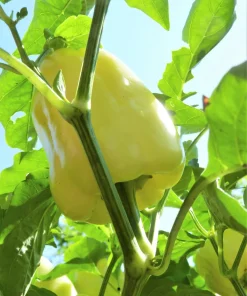 White Cloud Bell Pepper Seeds - Sweet Mild Capsicum Annuum - 50 Seed Pack - Image 2