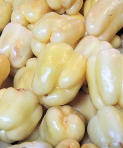 White Cloud Bell Pepper Seeds - Sweet Mild Capsicum Annuum - 50 Seed Pack - Image 1