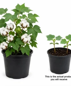 White Cotton Live Plants - 2 Seedlings Per Pot, 3-5 Inches Tall, Heirloom Fiber Plant for Home Garden - Image 2