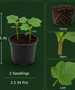White Cotton Live Plants - 2 Seedlings Per Pot, 3-5 Inches Tall, Heirloom Fiber Plant for Home Garden - Image 4