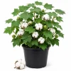 White Cotton Live Plants - 2 Seedlings Per Pot, 3-5 Inches Tall, Heirloom Fiber Plant for Home Garden - Image 1