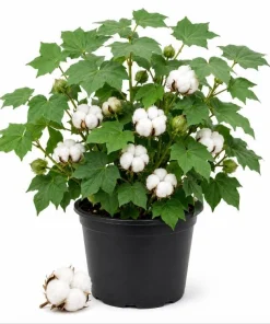 White Cotton Live Plants - 2 Seedlings Per Pot, 3-5 Inches Tall, Heirloom Fiber Plant for Home Garden - Image 1