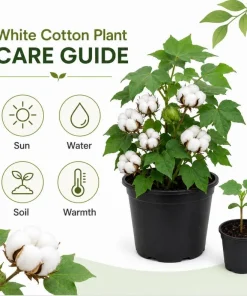 White Cotton Live Plants - 2 Seedlings Per Pot, 3-5 Inches Tall, Heirloom Fiber Plant for Home Garden - Image 6
