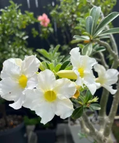 White Desert Rose Live Plant - Adenium Succulent for Indoor & Outdoor, 4-6 Inch Tall - Image 2