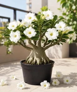 White Desert Rose Live Plant - Adenium Succulent for Indoor & Outdoor, 4-6 Inch Tall - Image 3