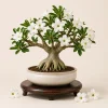 White Desert Rose Live Plant - Adenium Succulent for Indoor & Outdoor, 4-6 Inch Tall - Image 1