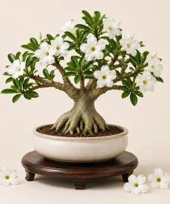 White Desert Rose Live Plant - Adenium Succulent for Indoor & Outdoor, 4-6 Inch Tall - Image 1