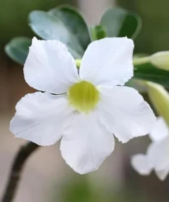 White Desert Rose Plant - Live Adenium Succulent 4-6 Inch Tall - Indoor/Outdoor - Image 3
