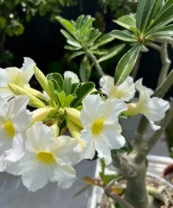 White Desert Rose Plant - Live Adenium Succulent 4-6 Inch Tall - Indoor/Outdoor - Image 4