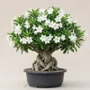 White Desert Rose Plant - Live Adenium Succulent 4-6 Inch Tall - Indoor/Outdoor - Image 1