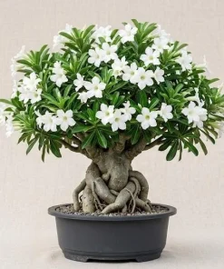 White Desert Rose Plant - Live Adenium Succulent 4-6 Inch Tall - Indoor/Outdoor - Image 1