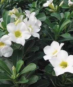 White Desert Rose Plant - Live Adenium Succulent 4-6 Inch Tall - Indoor/Outdoor - Image 5