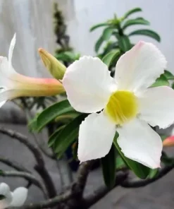 White Desert Rose Plant - Live Adenium Succulent 4-6 Inch Tall - Indoor/Outdoor - Image 6