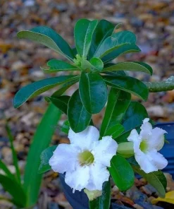 White Desert Rose Plant - Live Adenium Succulent 4-6 Inch Tall - Indoor/Outdoor - Image 7