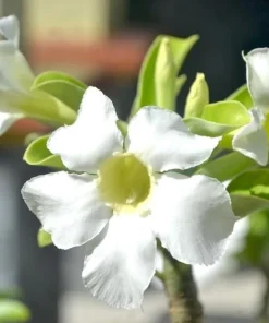 White Desert Rose Plant - Live Adenium Succulent 4-6 Inch Tall - Indoor/Outdoor - Image 8