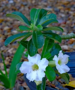 White Desert Rose Plant - Live Starter Adenium Flower - Drought Tolerant Succulent - Image 3