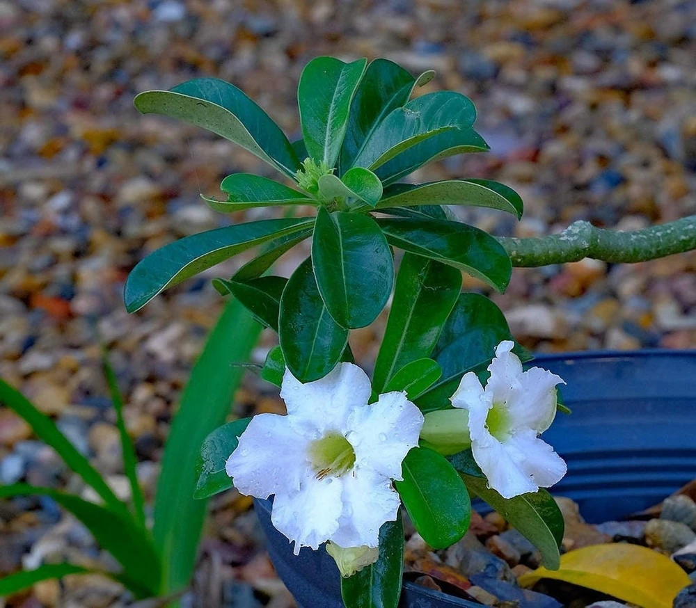 White Desert Rose Plant - Live Starter Adenium Flower - Drought Tolerant Succulent - Image 3
