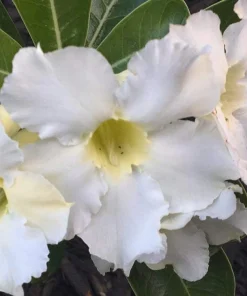 White Desert Rose Plant - Live Starter Adenium Flower - Drought Tolerant Succulent - Image 4