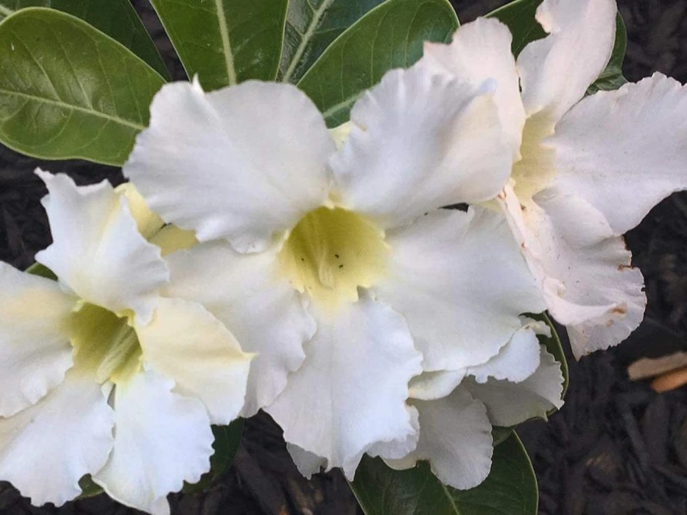 White Desert Rose Plant - Live Starter Adenium Flower - Drought Tolerant Succulent - Image 4