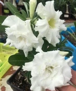 White Desert Rose Plant - Live Starter Adenium Flower - Drought Tolerant Succulent - Image 5