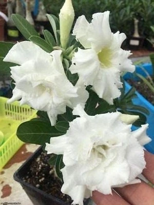 White Desert Rose Plant - Live Starter Adenium Flower - Drought Tolerant Succulent - Image 5