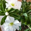 White Desert Rose Plant - Live Starter Adenium Flower - Drought Tolerant Succulent - Image 1