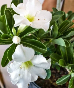 White Desert Rose Plant - Live Starter Adenium Flower - Drought Tolerant Succulent - Image 1