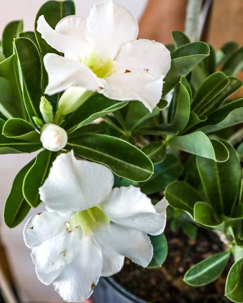 White Desert Rose Plant - Live Starter Adenium Flower - Drought Tolerant Succulent - Image 1