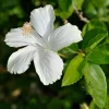 White Diana Rose of Sharon Live Plant - 10-16" Tall - Quart Pot - Outdoor Shrub - Image 1